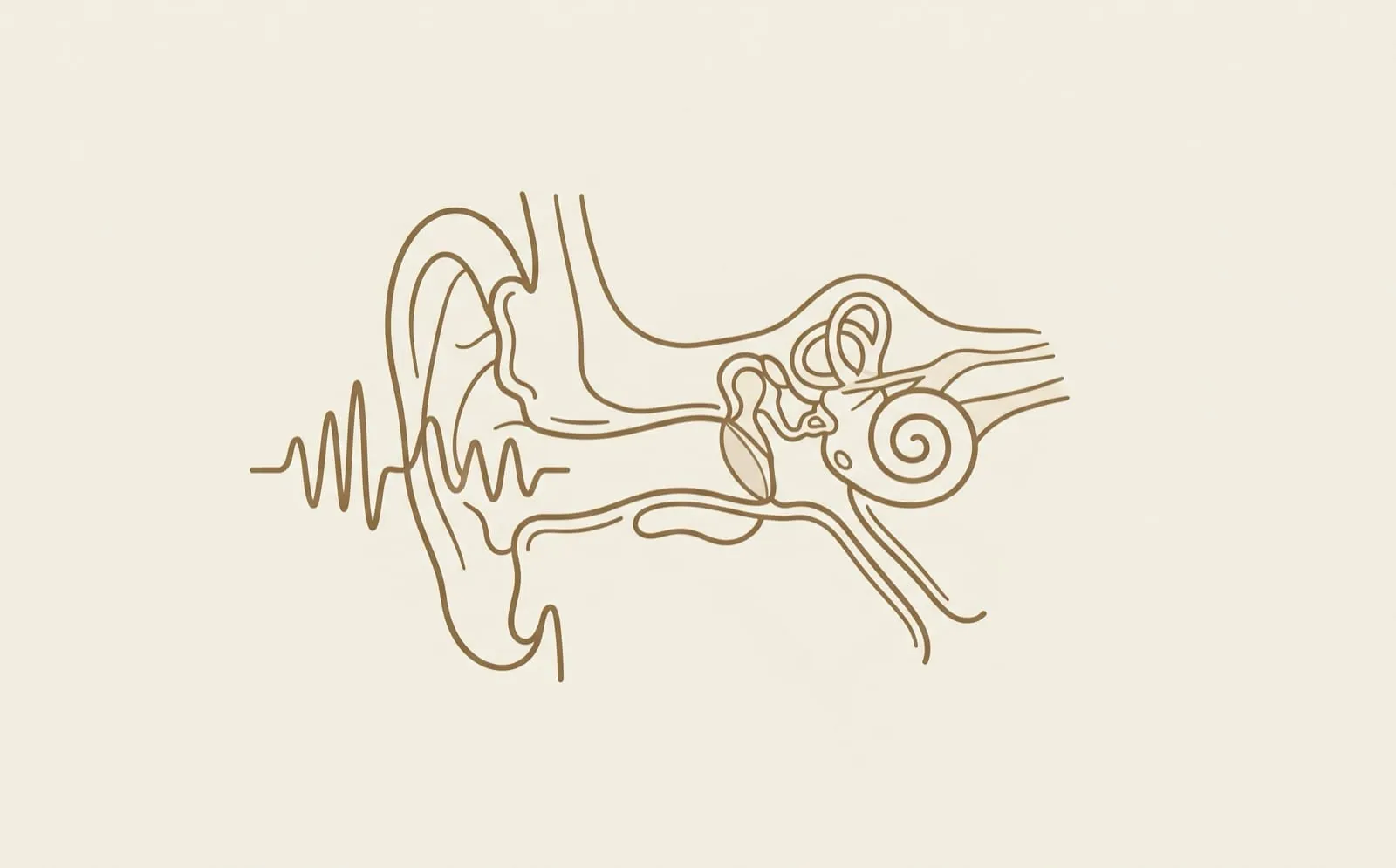 Comment fonctionne l'oreille et l'audition ?